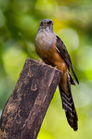 Cuckoo on wooden in parkの素材