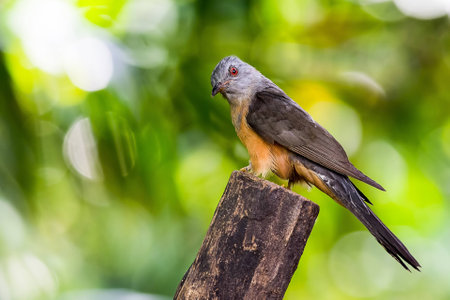 Cuckoo on wooden in parkの素材