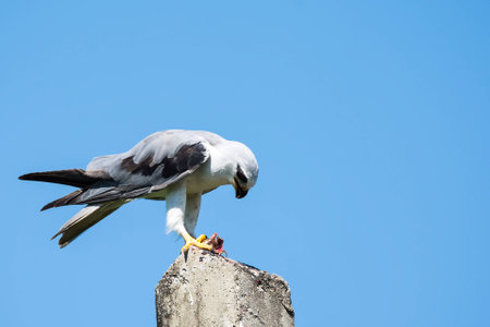 Black Shouldered Kiteの素材