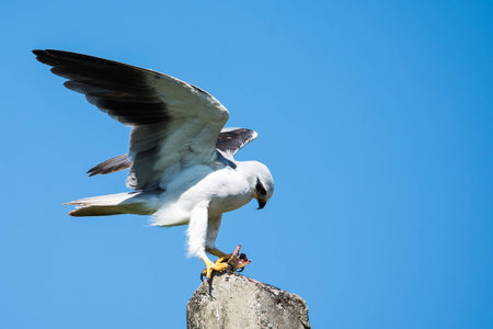 Black Shouldered Kiteの素材