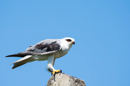 Black Shouldered Kiteの素材
