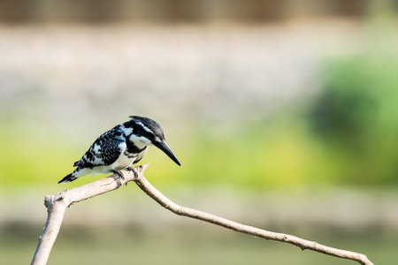 Pied Kingfisher on branch in the river to find something to eatの素材