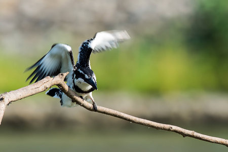 Pied Kingfisher on branch in the river to find something to eatの素材