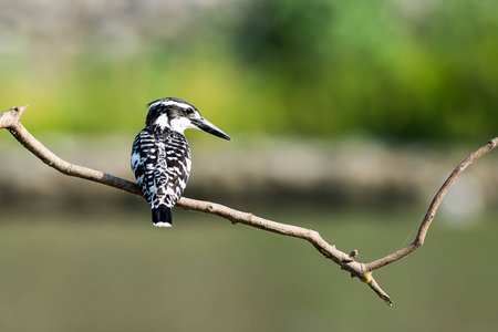 Pied Kingfisher on branch in the river to find something to eatの素材