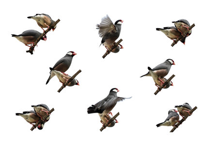 Isolated Java Sparrow action galleryの素材