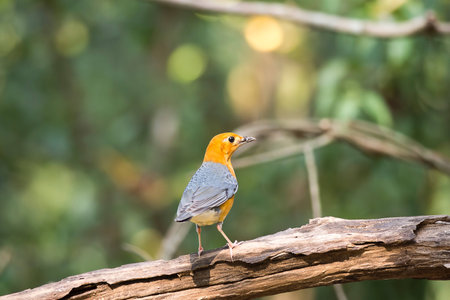 Orange-headed Thrush immigrant to the park in Thailandの素材