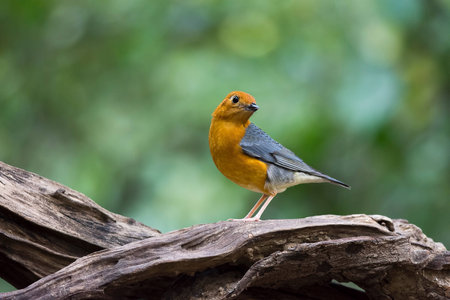 Orange-headed Thrush immigrant to the park in Thailandの素材