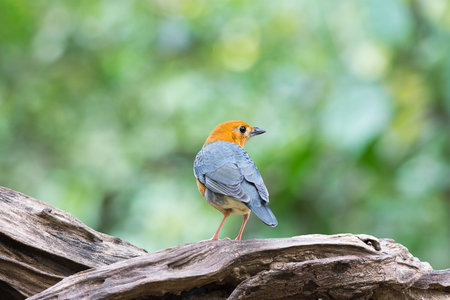 Orange-headed Thrush immigrant to the park in Thailandの素材