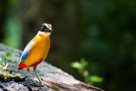 Blue-winged Pitta immigrant to park in Thailandの素材