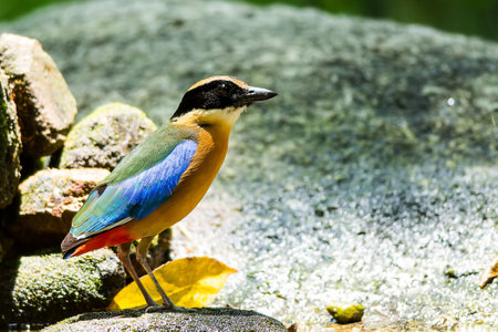 Blue-winged Pitta immigrant to park in Thailandの素材