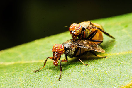 Common Fruit Fly while mating in National Parkの素材