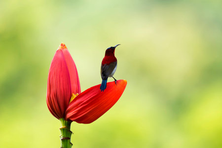 Crimson Sunbird on Banana Cabbageの素材