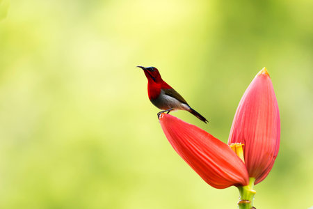 Crimson Sunbird on Banana Cabbageの素材