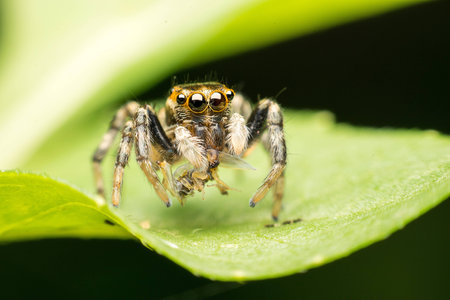 Super macro Jumping Spider and insectの素材