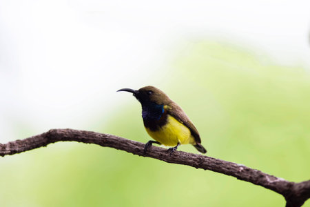 Olive-backed Sunbird on Branchの素材