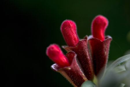 closeup red flowerの素材