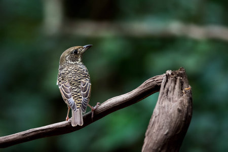 White-throated Rock-Thrush female in tropical parkの素材