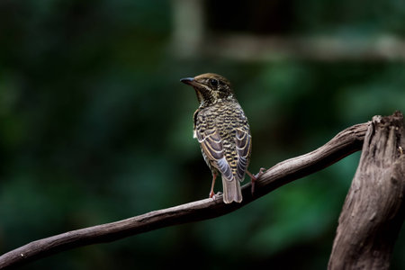 White-throated Rock-Thrush female in tropical parkの素材