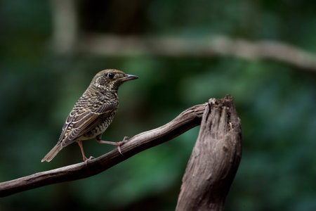 White-throated Rock-Thrush female in tropical parkの素材