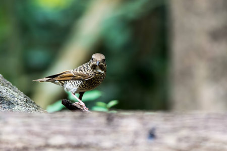 White-throated Rock-Thrush female in tropical parkの素材