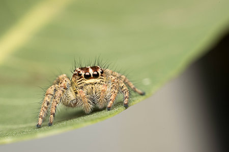 Super Macro Jumping Spider Hyllus in Tropical Parkの素材