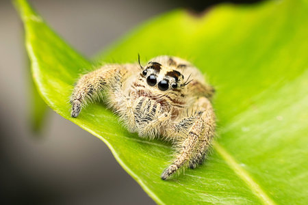 Super Macro Jumping Spider Hyllus in Tropical Parkの素材