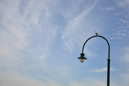 a bird hold on the postの写真素材