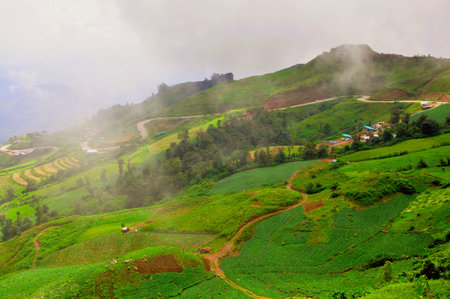 the mountain in winterwith tree and fog.の写真素材