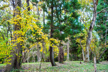 yellow flower with tree in winterの写真素材