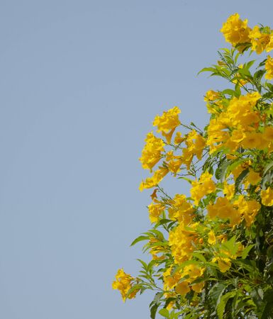 yellow elder flowerの写真素材