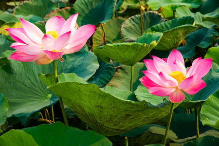 pink and red lotus in summerの写真素材