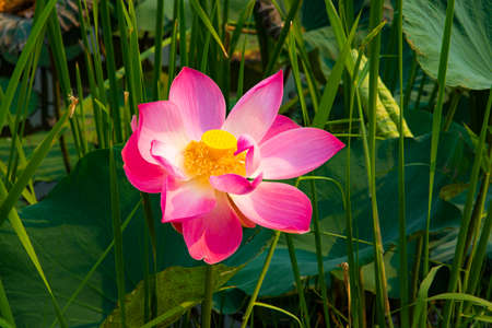 pink with red color lotus in the morningの写真素材
