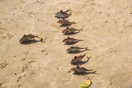 row of dead fish on the sandの写真素材