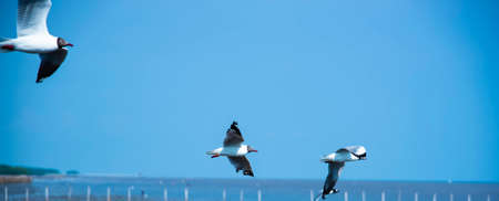 three seagulls fly in the blue skyの写真素材