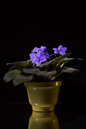 blue flower in a pot on a dark background with reflectionの写真素材