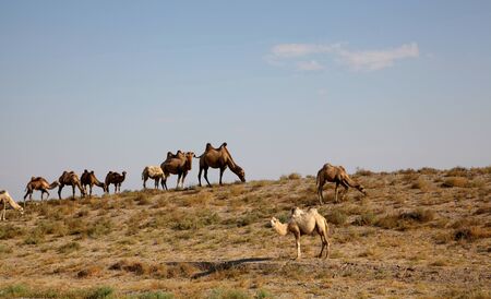 camel caravan in the desertの写真素材