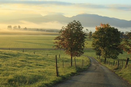 Autumn colorful foliage over street in the morningの写真素材