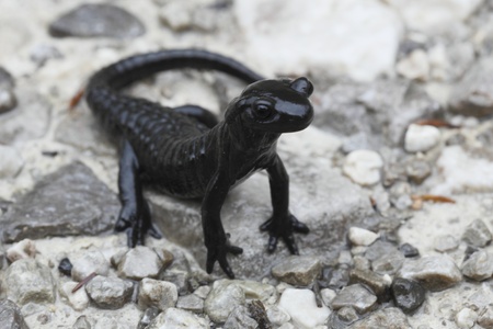 black alps salamander in Europe ,