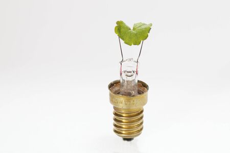 Green bulb concept standing on white background
