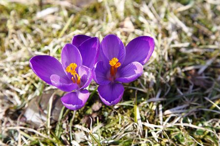 Crocus flower in the spring in nature