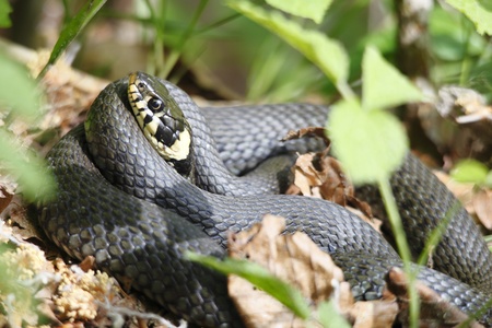 grassnake closeup is laying in the sunの写真素材