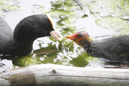 bald coot mother is feeding her childの写真素材