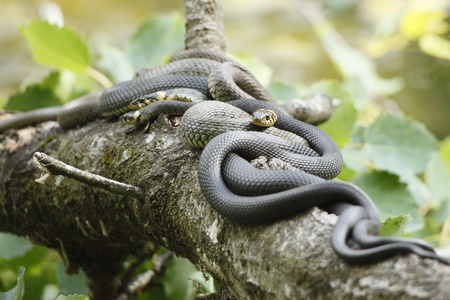 some grass snakes are laying in the sunの写真素材