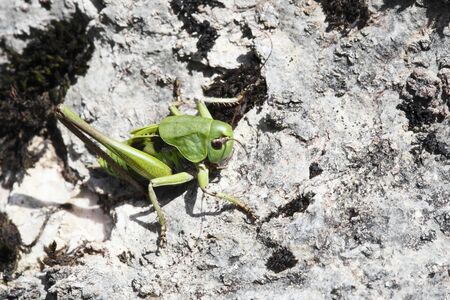 Macroshot of a big green grasshopper sitting on a rock in the sunの写真素材