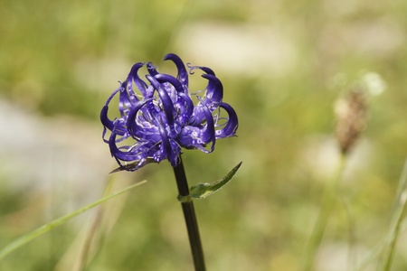 Close up of a phyteuma orbiculare, European rare plantの写真素材