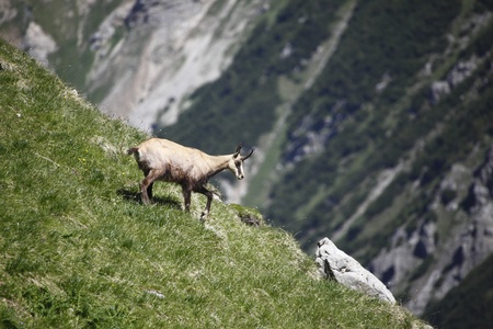 one chamois is going down hill on mountainの写真素材