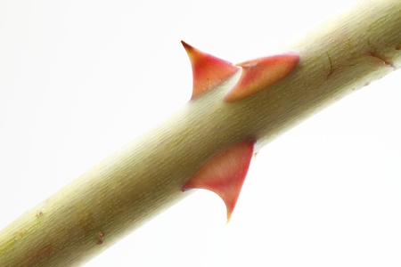 Close up of rose thorn over white backgroundの写真素材