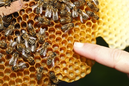 Close up view of the working bees on honeycells.Finger showsの写真素材