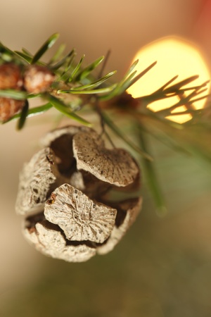 Christmas decoration with christmas tree backgroundの写真素材