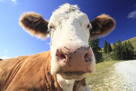 brown cow resting on green grass near the wayの写真素材